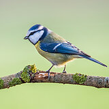 Garden birds